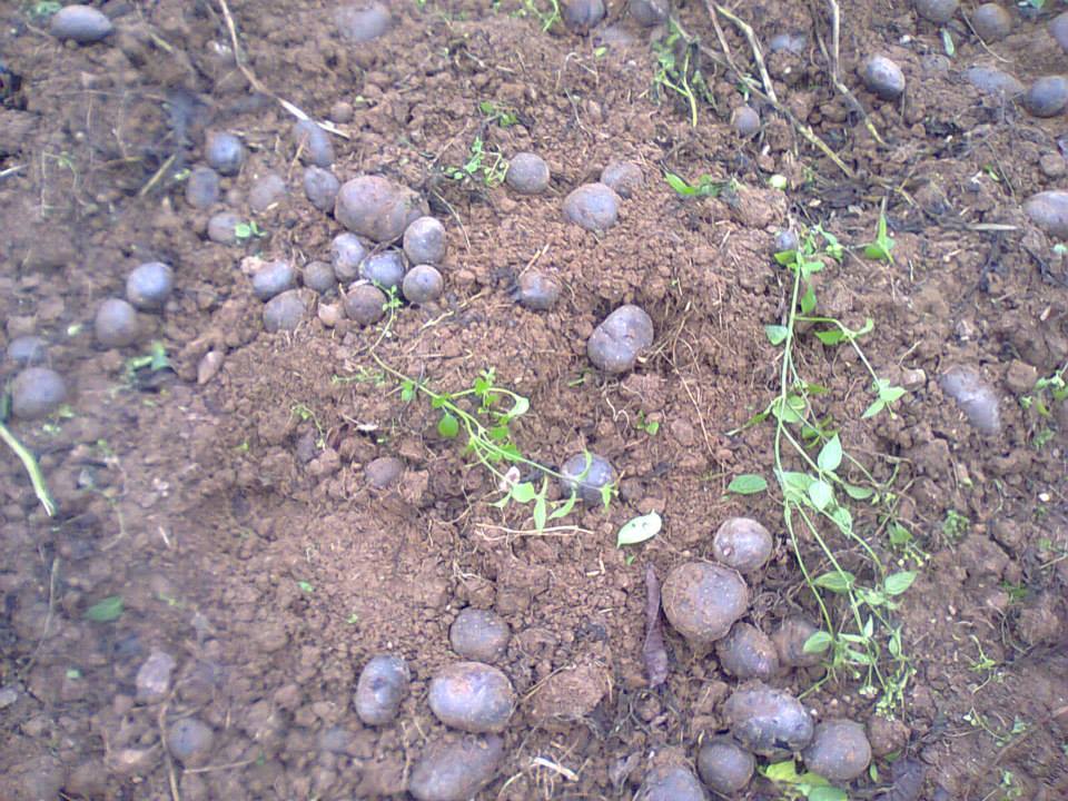 Oncescu a cultivat patru tone de cartofi