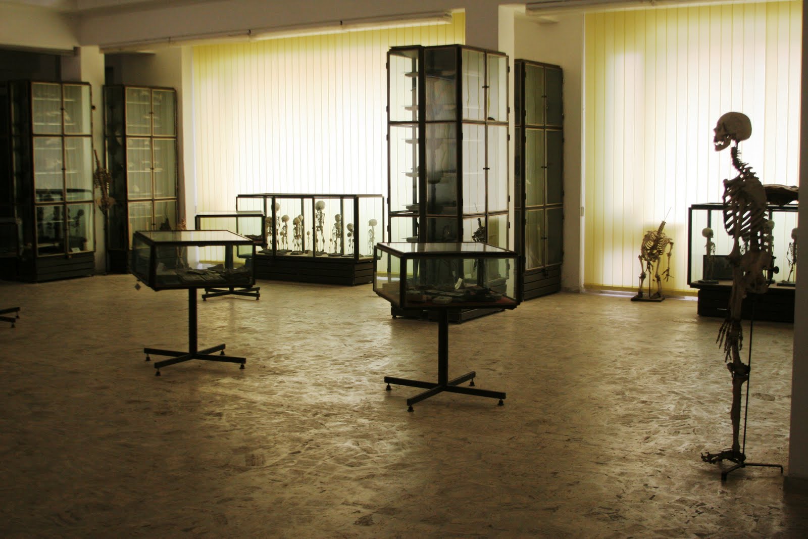 Penisul lui Terente este tinut la loc de cinste in Muzeul IML