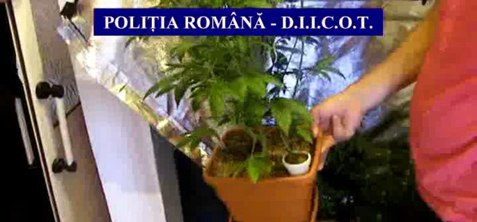 Asa arata plantatiile de apartament