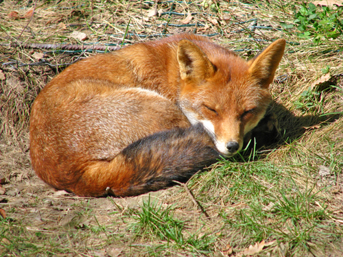 Vulpea ar fi fost turbata