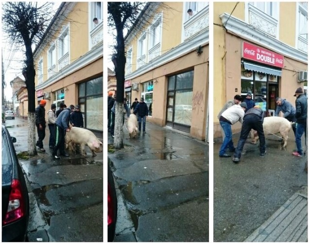 Cu porcul la plimbare prin Cluj (foto:groparu.ro)