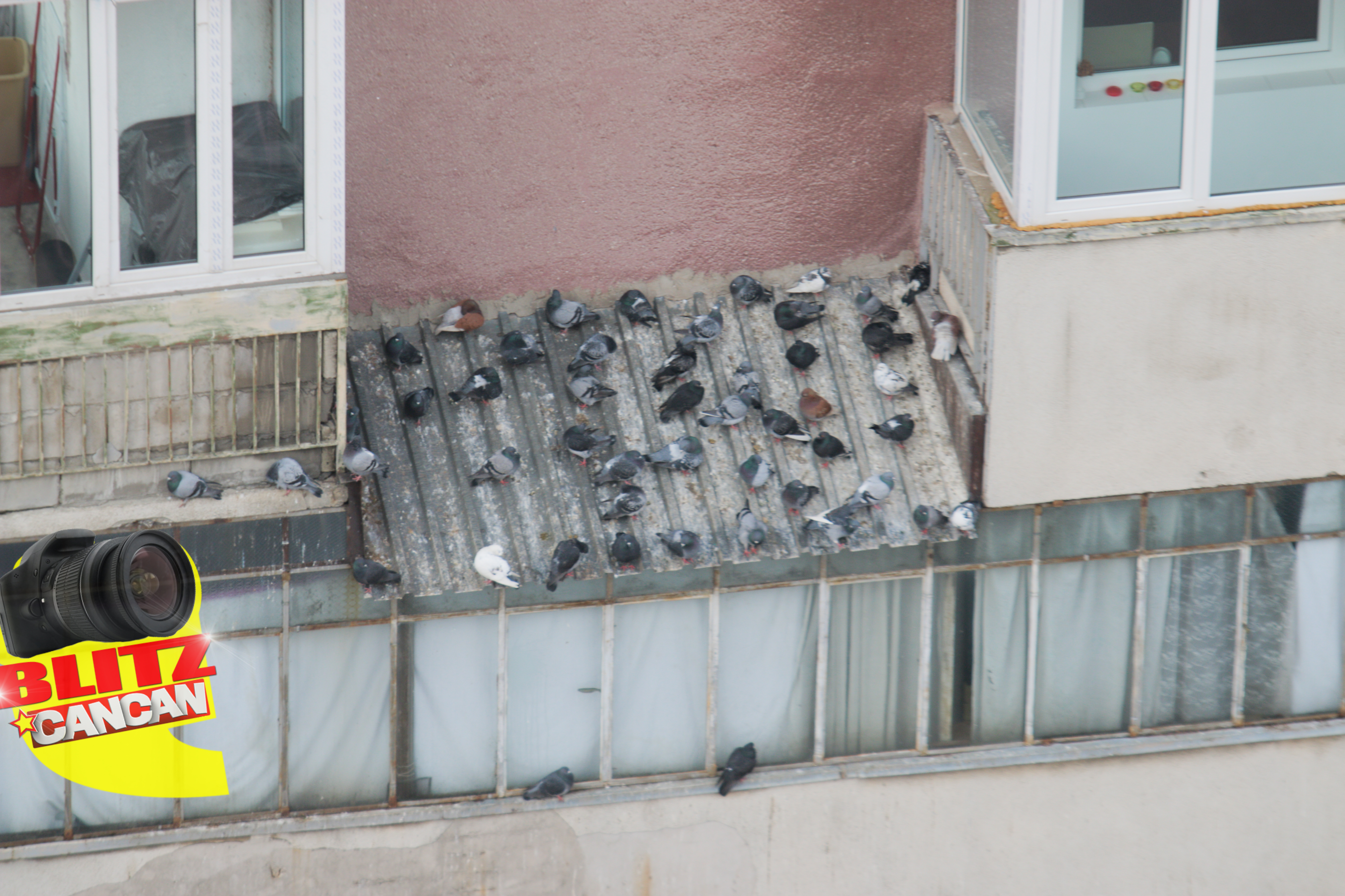 Zeci de porumbei s-au refugiat pe un bloc din Capitala