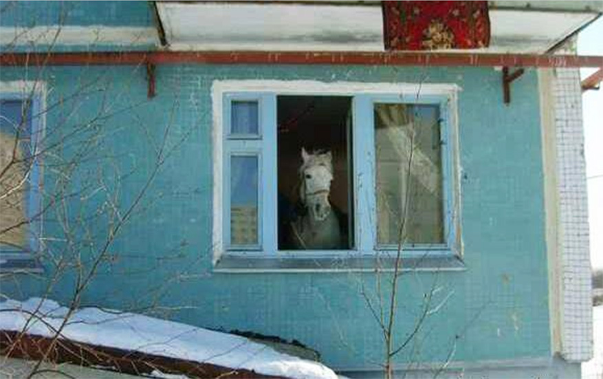 A bagat calul in casa