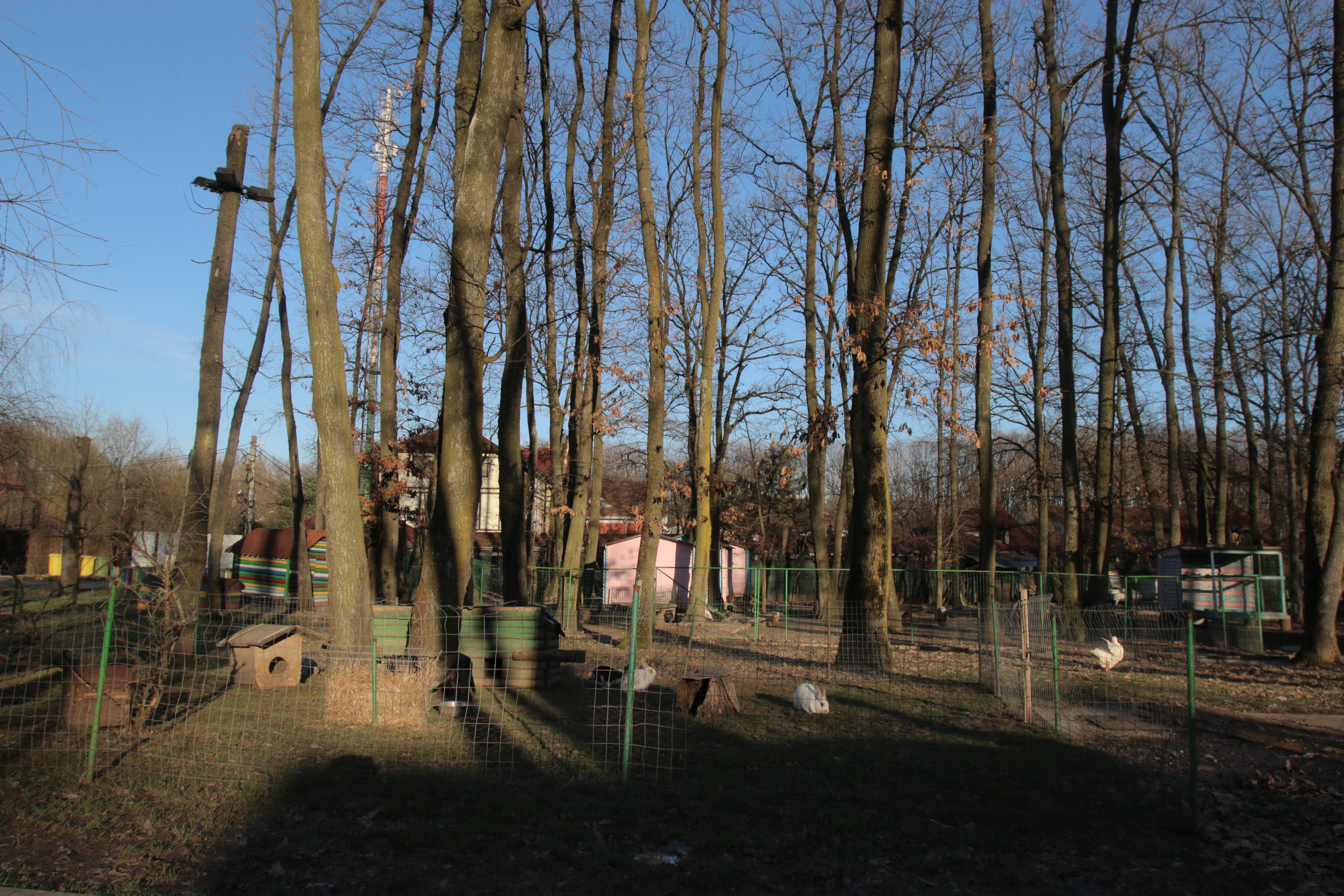 Afaceristul creste iepuri si gaini