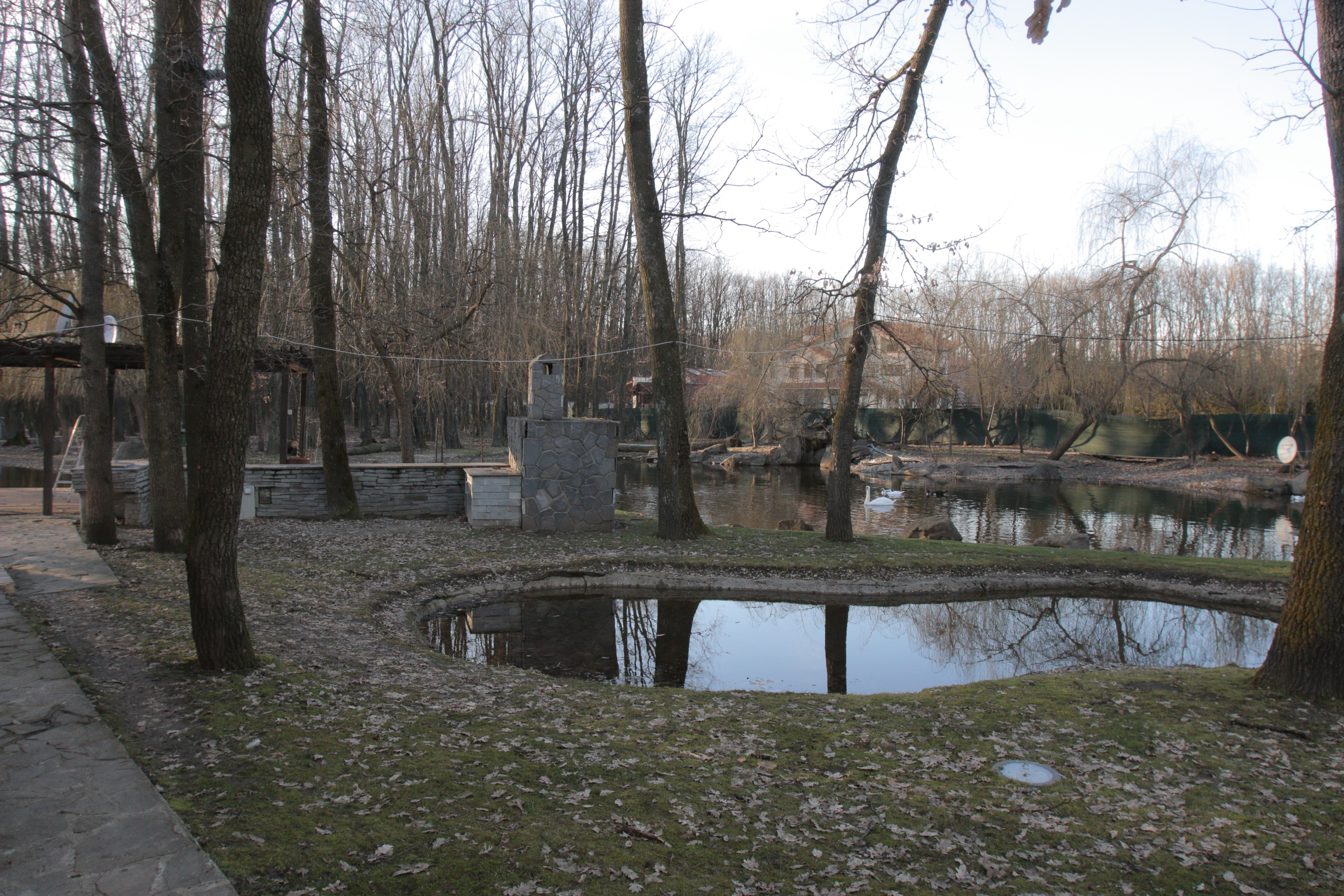 Lebedele se plimba pe lacul de langa cabana lui SOV