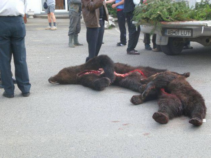 Cadavrele animaleor au devenit trofee pentru patronul pensiunii, insa lipsea ceva: putina lauda!