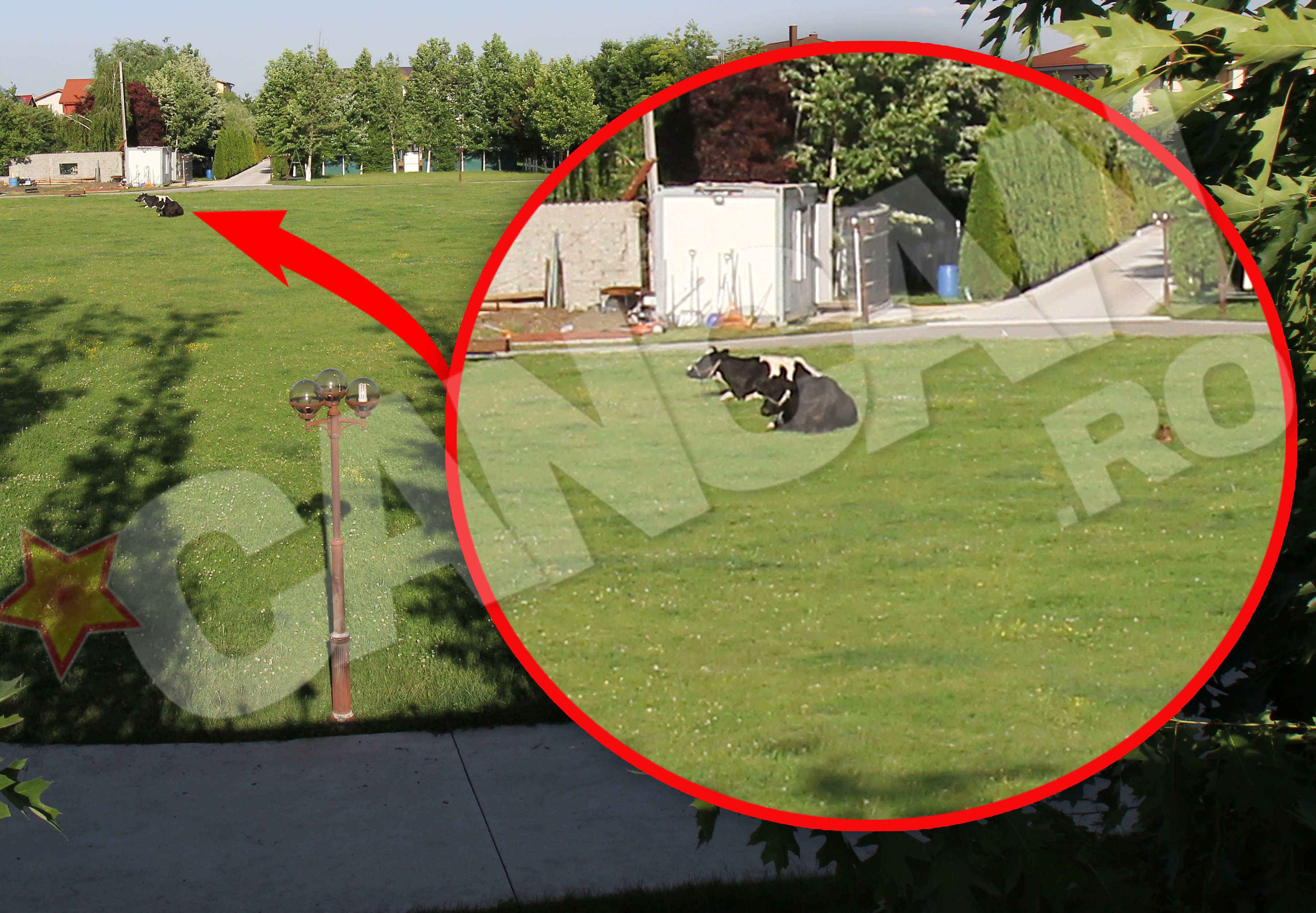 Vacile pasc nestingherite in curtea casei din Pipera