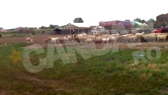 Oile se plimba nestingherite prin cartierul rezidential