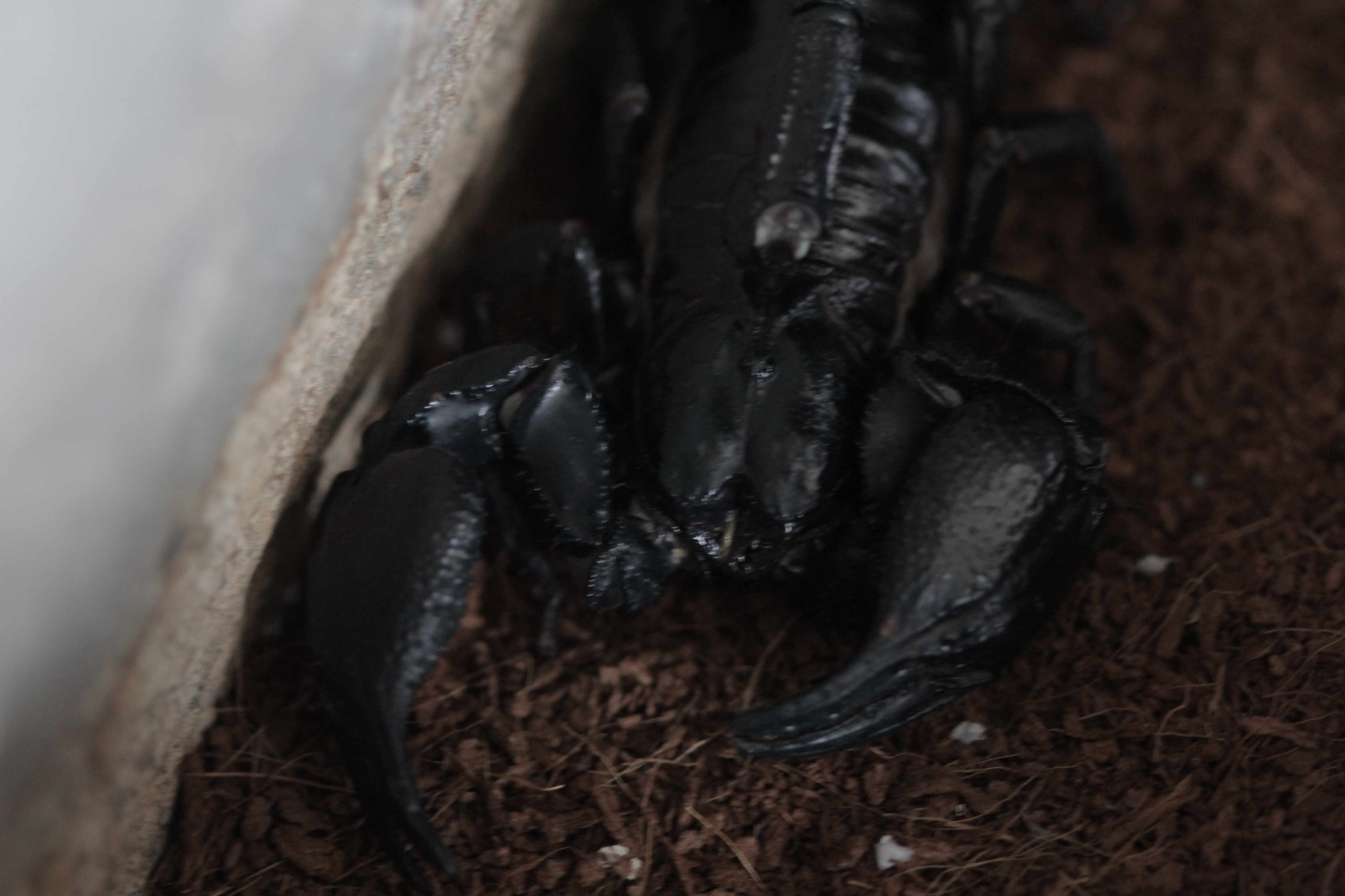 Scorpionii sunt marea pasiune a artistului