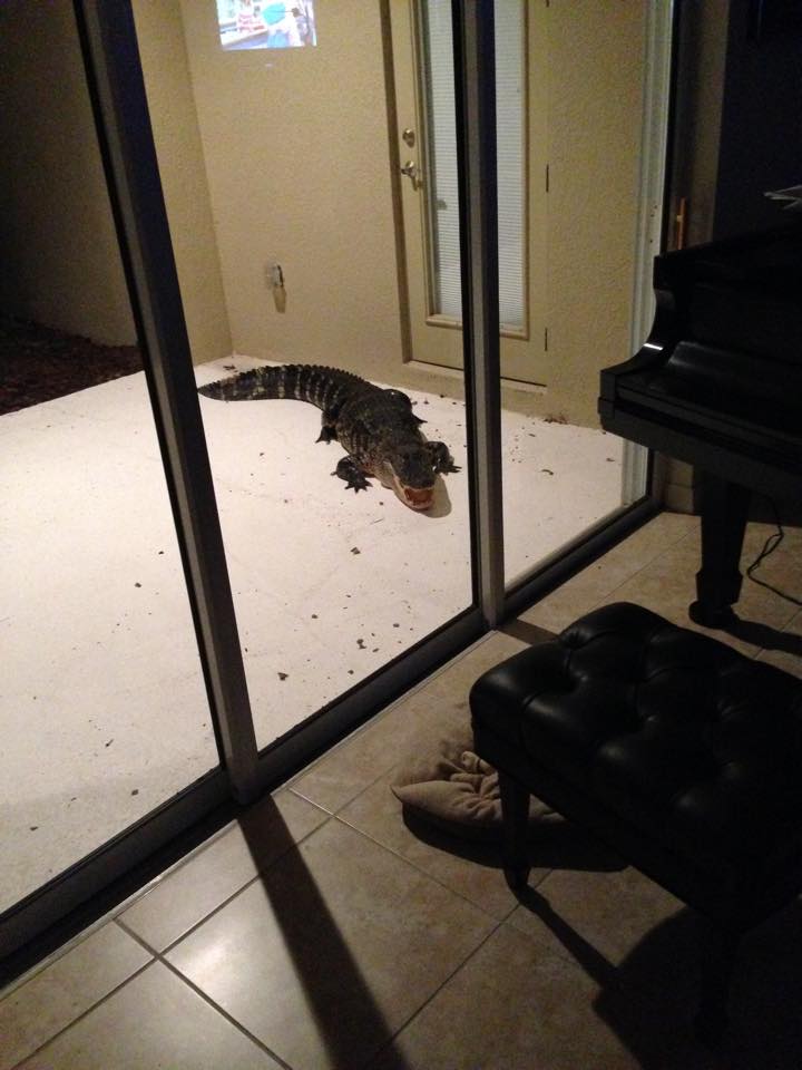 Vizitatorul nepoftit de langa casa familiei Trifu