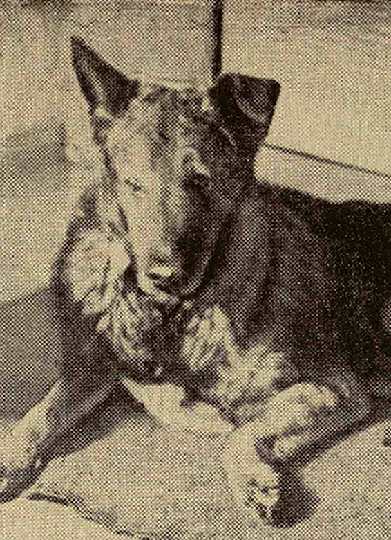 In anii dinaintea celui de-al Doilea Razboi Mondial, povestea fox terrierului Nigger a facut inconjurul lumii