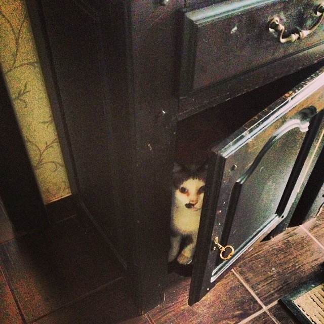 Baietelul Andreei Mantea este asteptat acasa de pisici