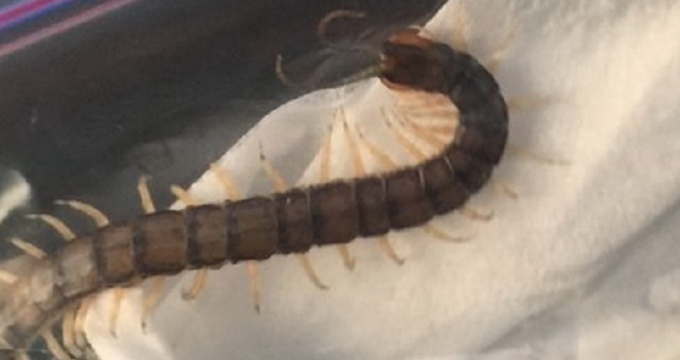 Aceasta este insecta gasita de medici in urechea pustiului