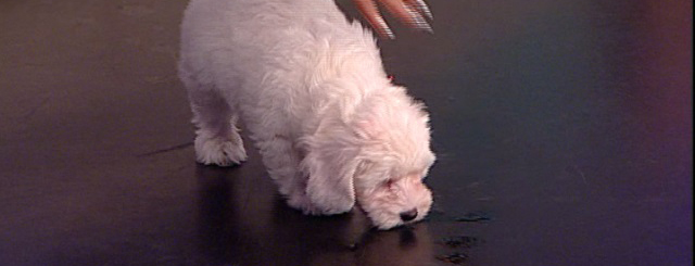 Cainele artistei si-a facut nevoile in direct (foto:antenastars)