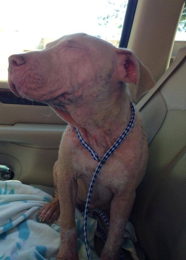 Se citeste fericirea pe chipul patrupedelor salvate de la moarte