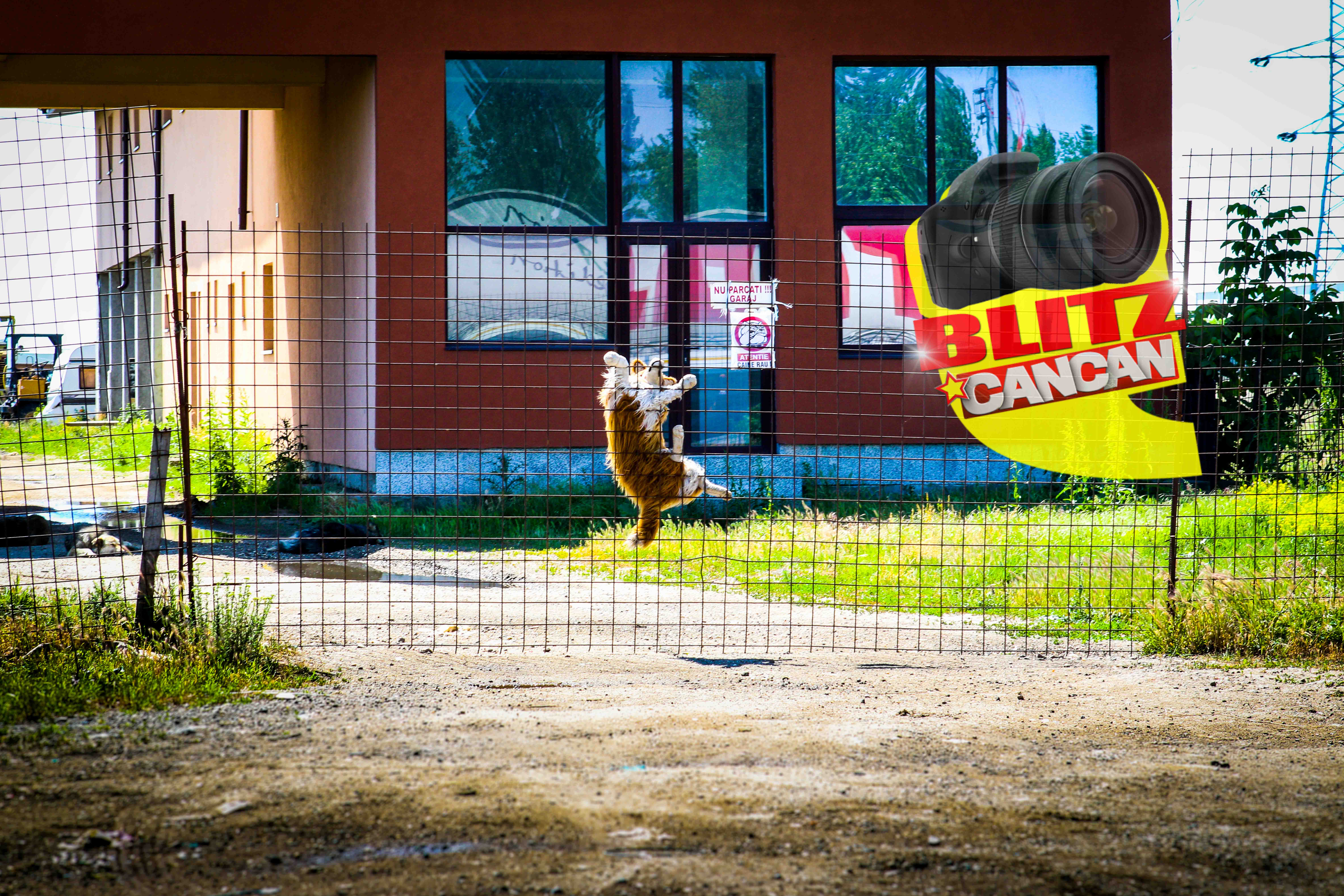 Ca sa induca in eroare trecatorii, un bucurestean a pus in gard un caine de plus