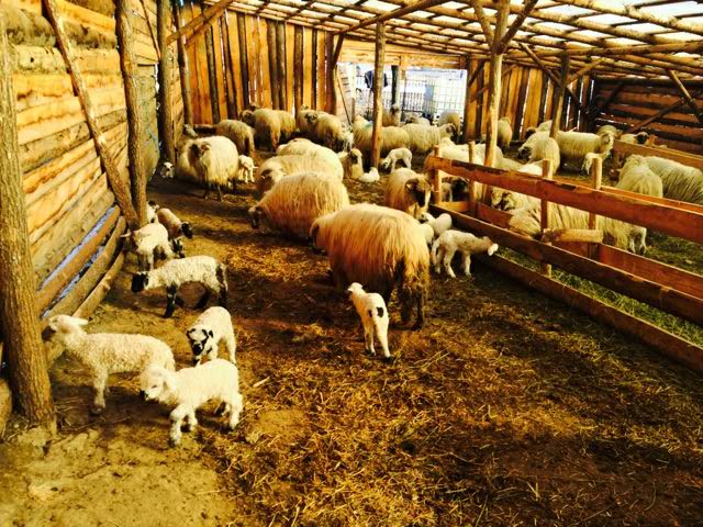 Mielul trebuie sa aiba in jur de 14-15 kilograme