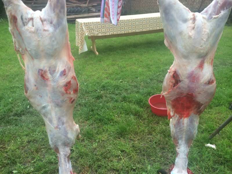 Ursul a dat navala in stana duminica noaptea