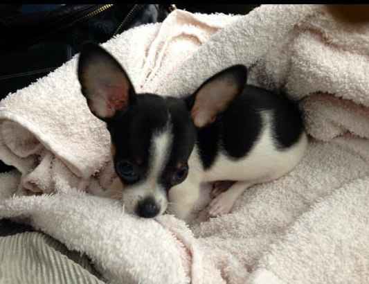 Renucu a murit in urma cu cateva zile