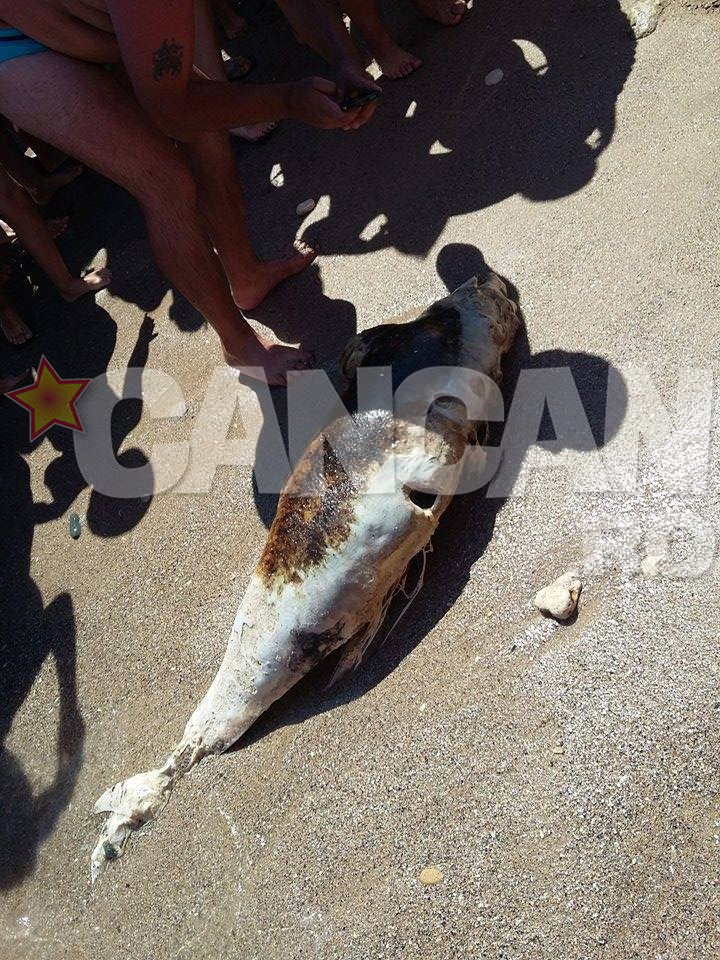 Delfinul a fost adus de valuri la tarm - Foto: Andrei Bogdan Achim