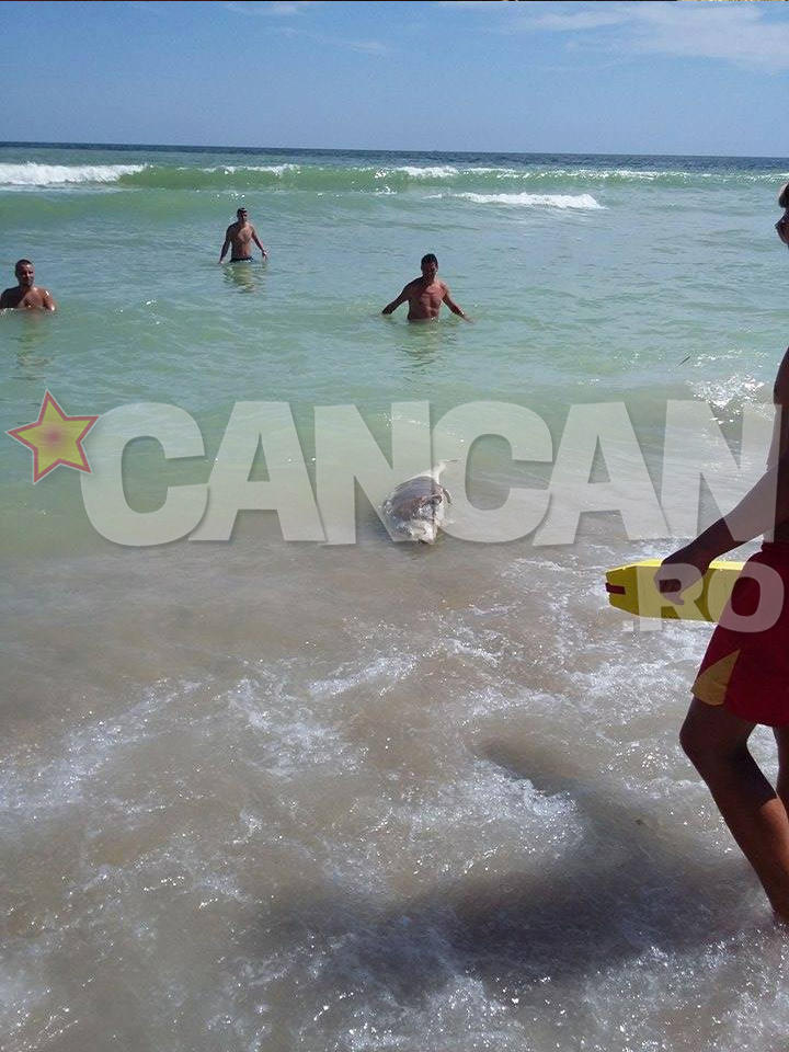 Delfinul a fost adus de valuri la tarm - Foto: Andrei Bogdan Achim