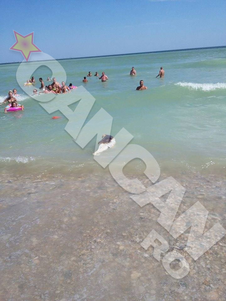 Delfinul a fost adus de valuri la tarm - Foto: Andrei Bogdan Achim