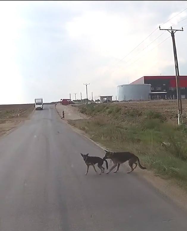 Un caine isi salveaza prietenul de la moarte