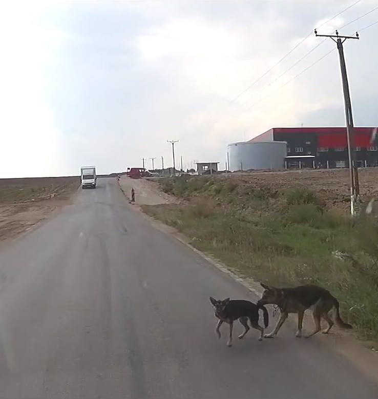 Un caine isi salveaza prietenul de la moarte