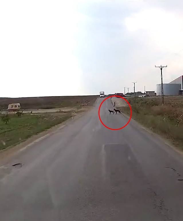 Un caine isi salveaza prietenul de la moarte