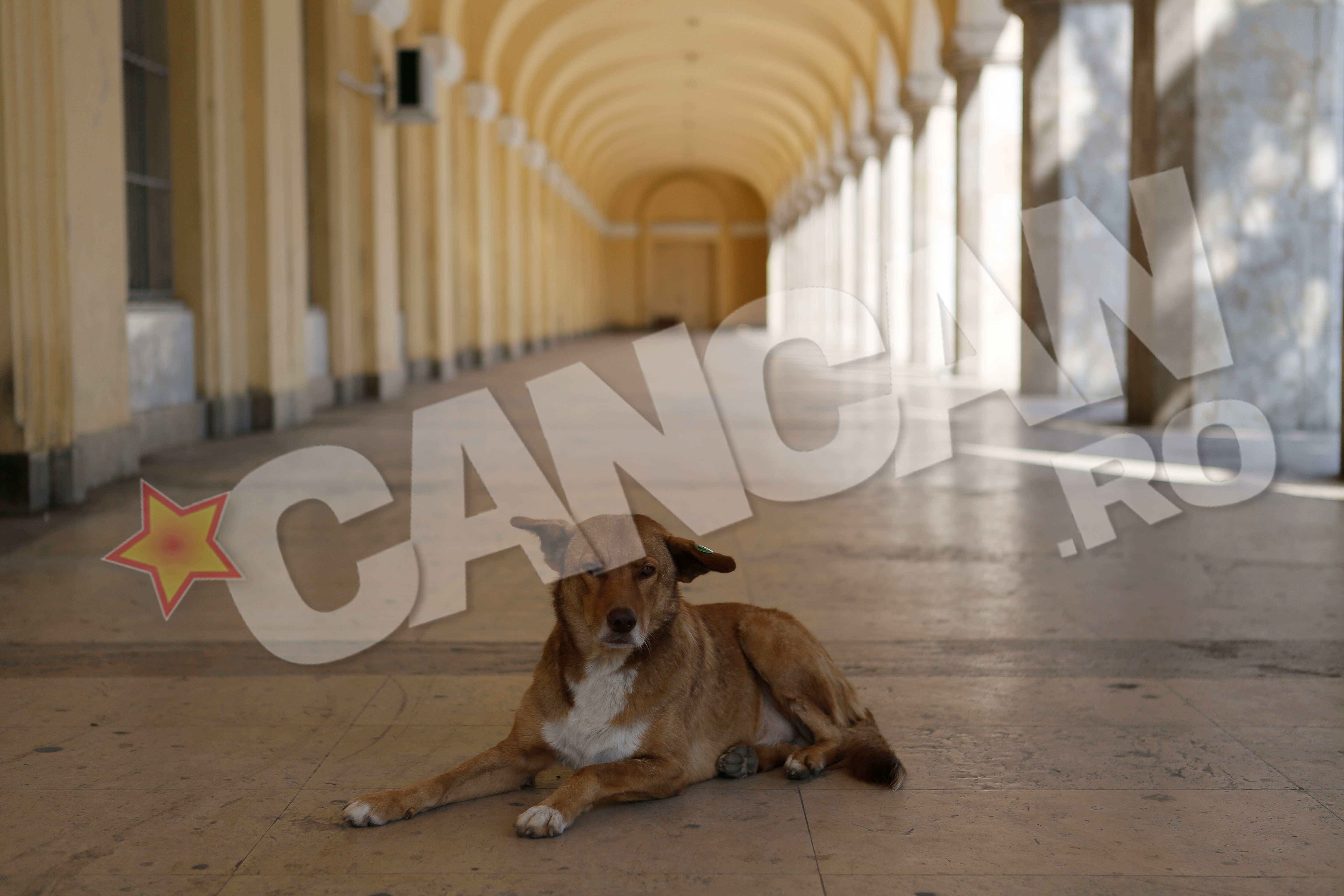 Cainii lui Vadim Tudor nu mai au de cine sa fie ingrijiti