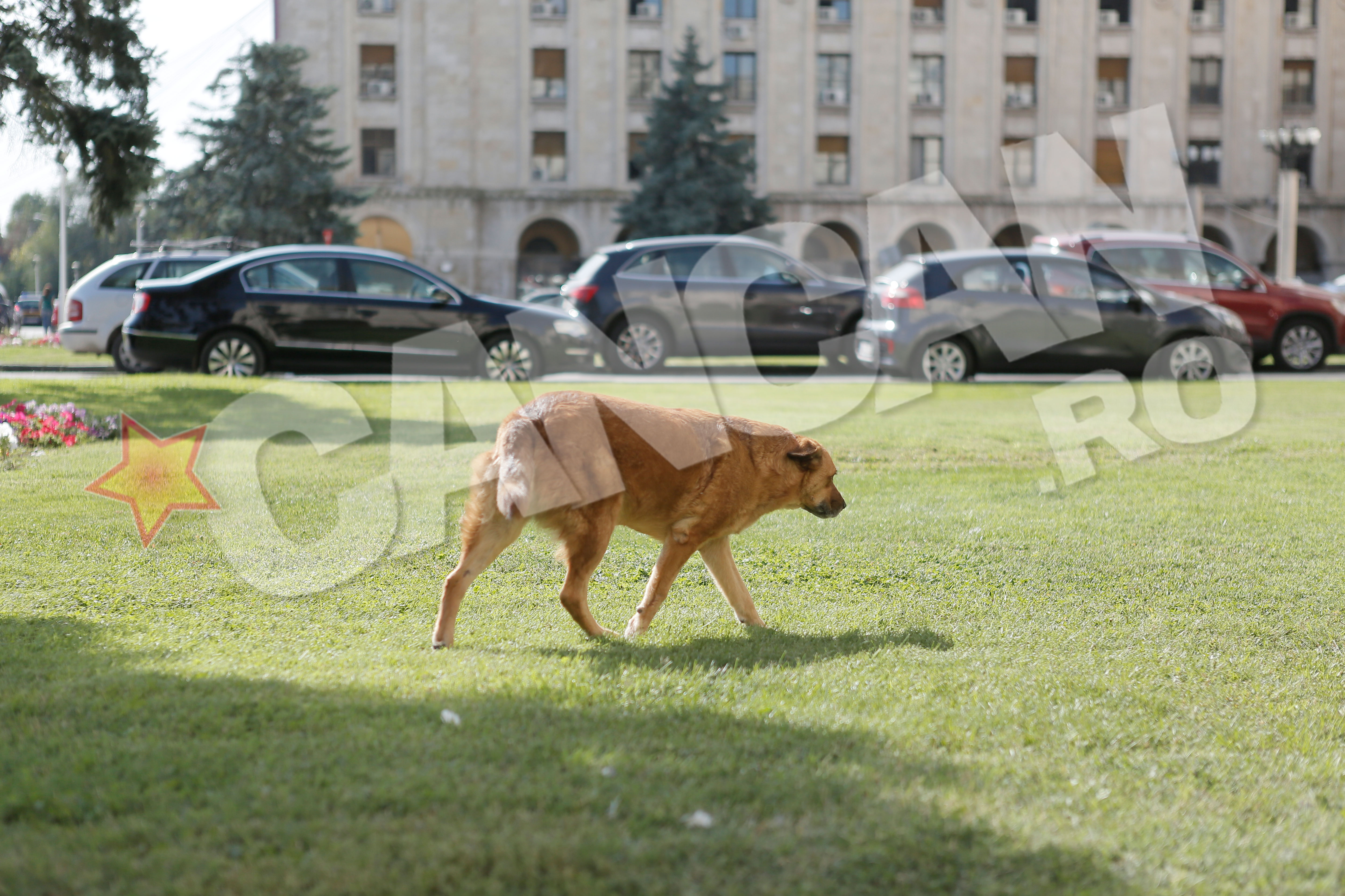 Animalele sunt triste de cand tribunul a murit