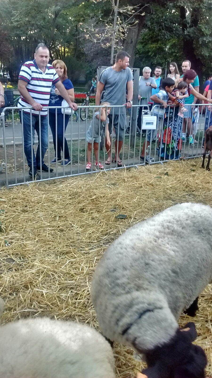 Marius Niculae este liber de contract dupa ce s-a despartit de Dinamo