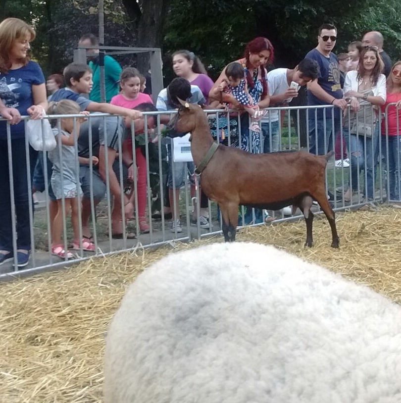 Niculae a dat de mancare animalelor aflate in tarc