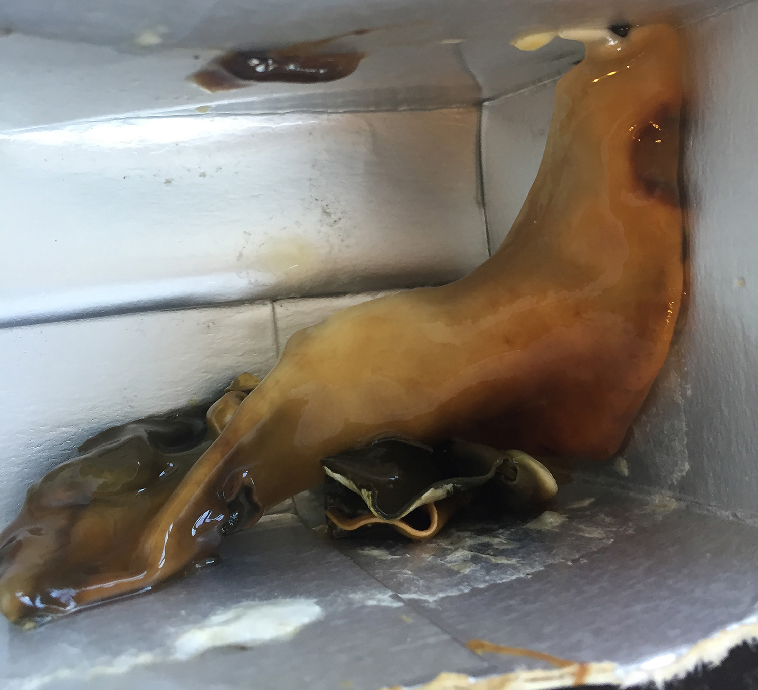 extraterestru in suc