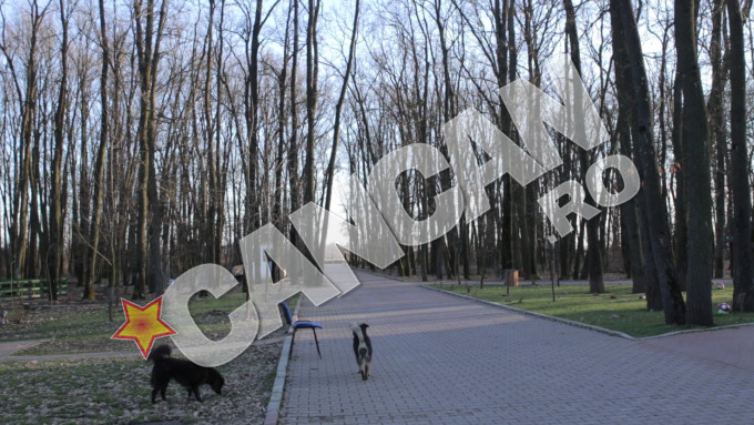 Pe domeniul milionarului se afla mai multi caini comunitari