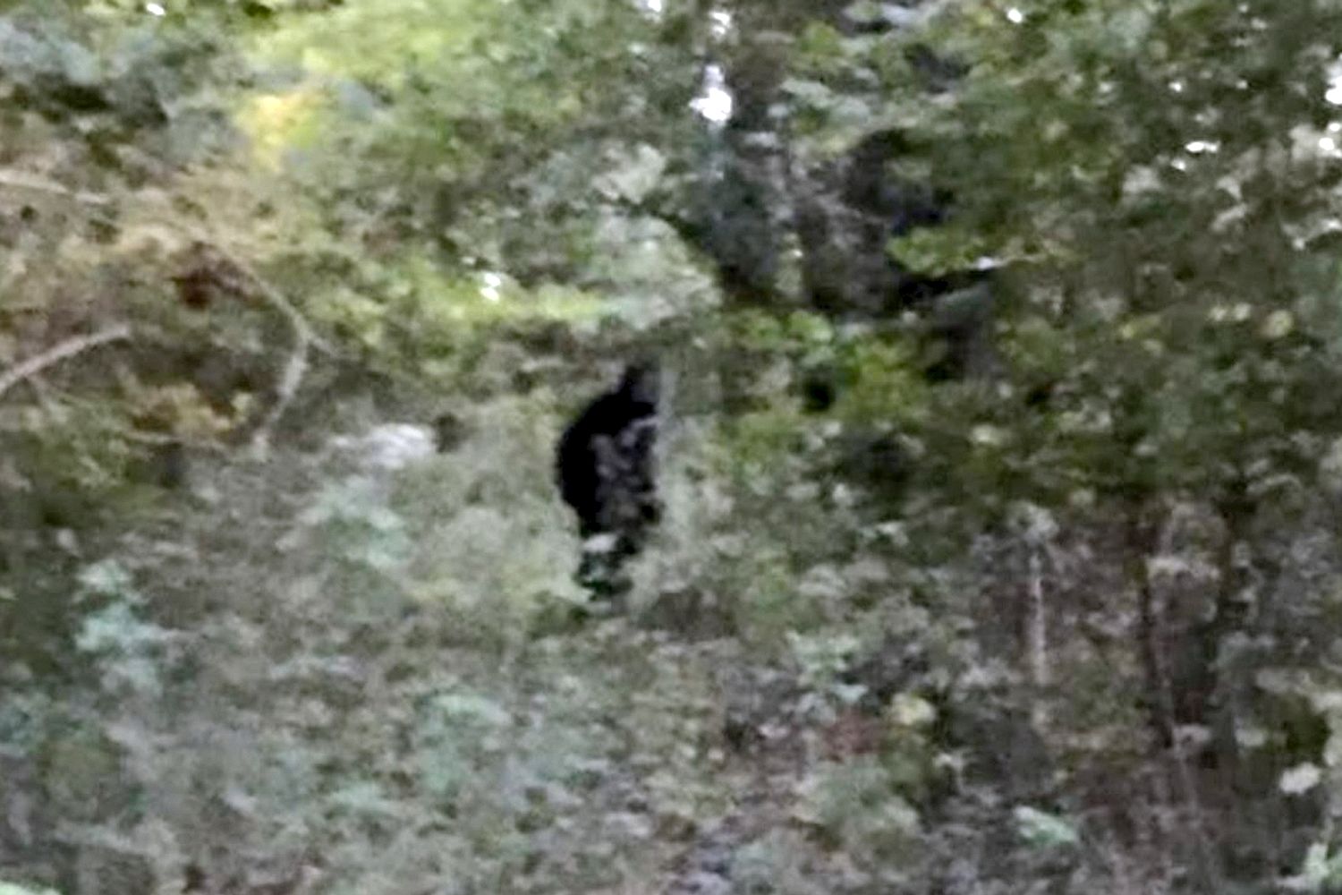 bigfoot