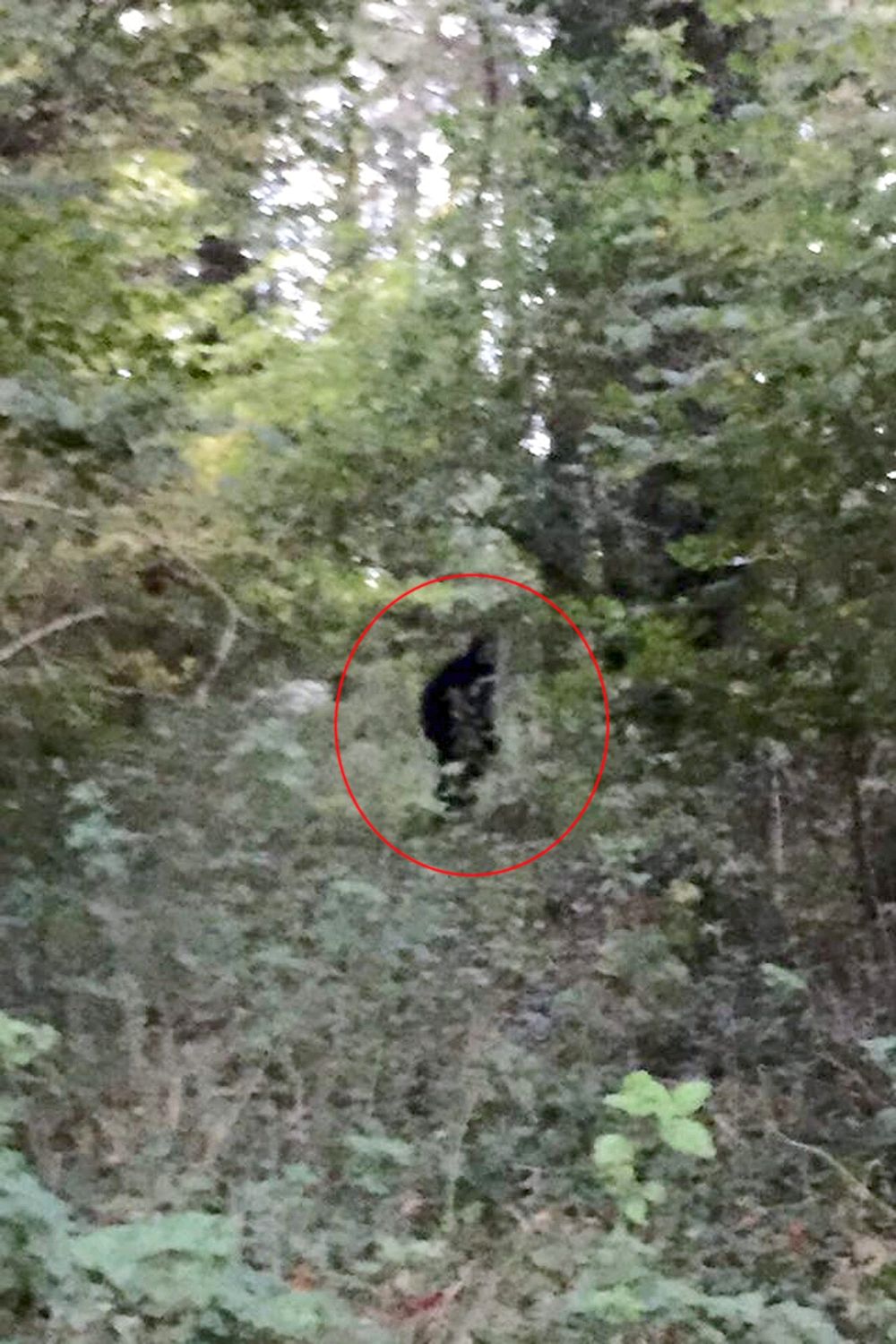 bigfoot