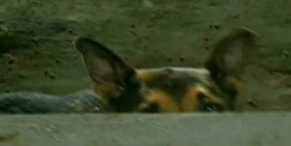 Baiatul i-a respectat dorinta lui Gigi Becali, iar cainele nu sta cu ei in casa