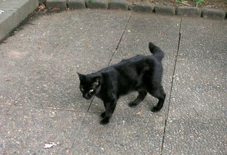 Pisica neagra isi are rolul ei bine definit in superstitiile romanesti