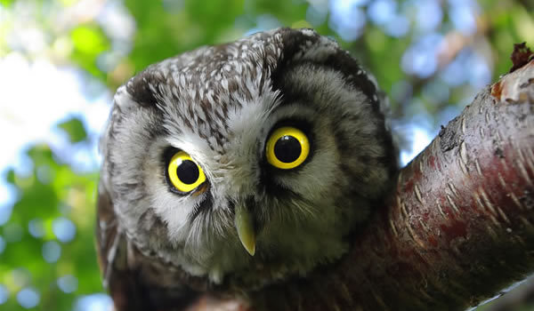 Intotdeauna, cucuveaua a fost