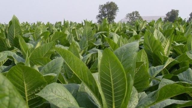 Industria tutunului este deosebit de profitabila