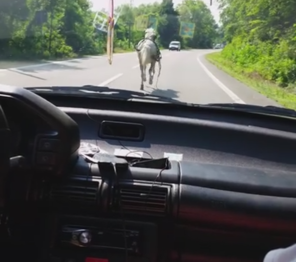 Calul alerga in fata masinii