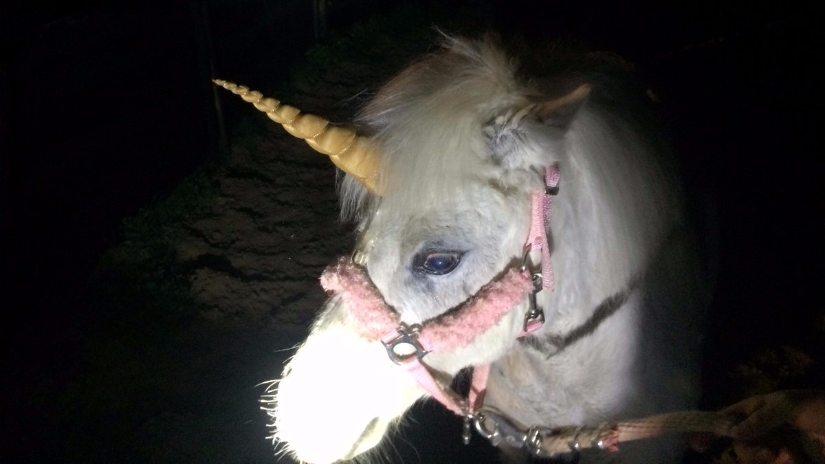 După o urmărire de aproape 4 ore, echipajele de poliţie responsabile de autostrăzile din California au reuşit să o prindă pe Juliet. Aceştia au declarat că a fost cea mai neobişnuită misiune la care au luat parte.