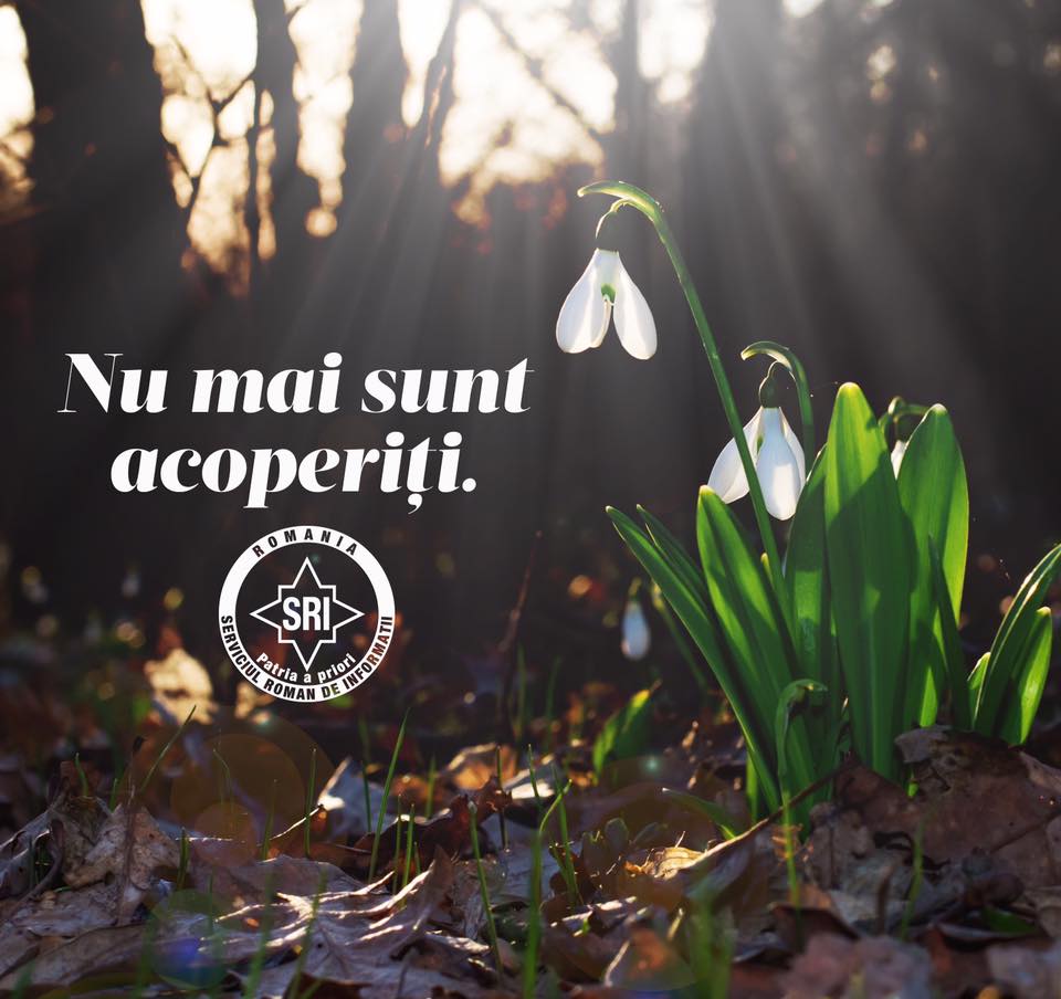 Fotografia a adunat sute de like-uri în doar câteva minute