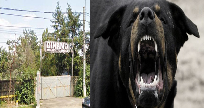 Fursecurile otrăvite erau pentru câinii de la Săftica