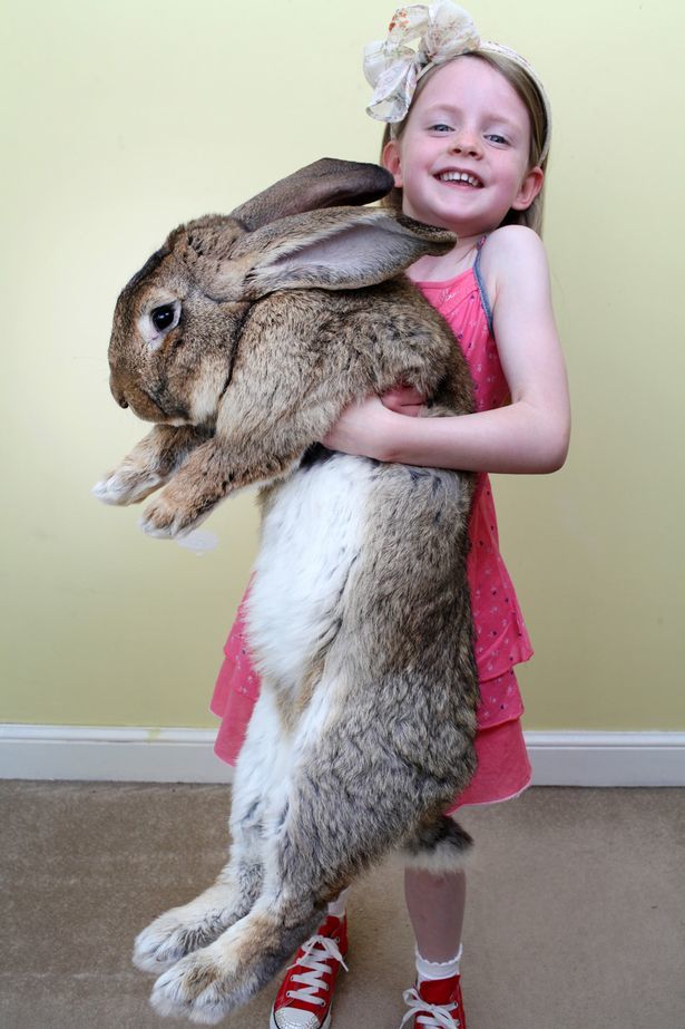 Fiica lui Annette abia îl mai poate ţine în braţe pe Darius, iepurele uriaş de 22 kg.