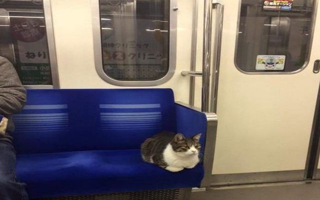 Pisica de la metrou.