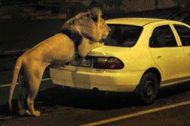 Columbus a creat panică printre locuitorii oraşului Johannesburg, dar angajatorii săi spun că situaţia este sub control.