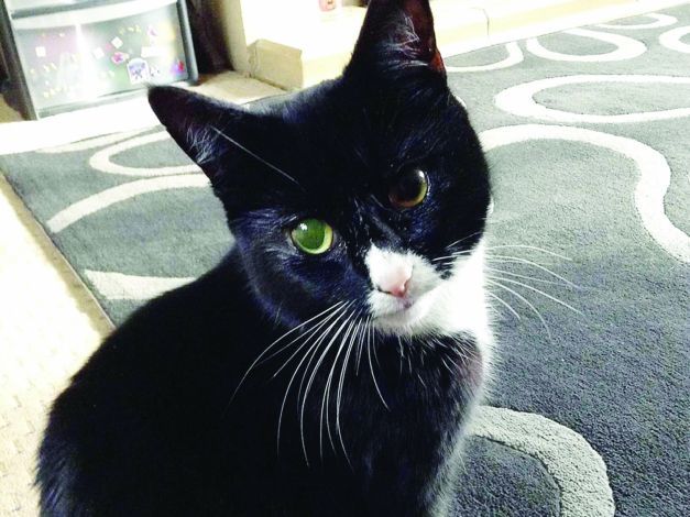 Puss-puss e o supravieţuitoare