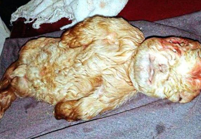 S-a născut iedul cu cap de bebeluş.